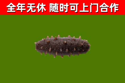 西峡县烟酒回收干海参.jpg